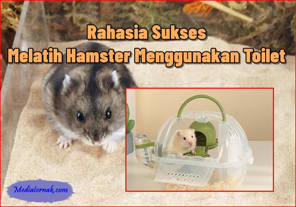 Rahasia Sukses Melatih Hamster Menggunakan Toilet