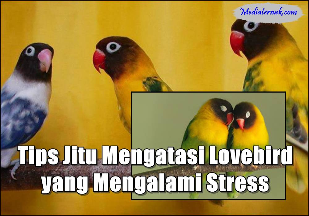 10 Tips Jitu Mengatasi Lovebird yang Mengalami Stress