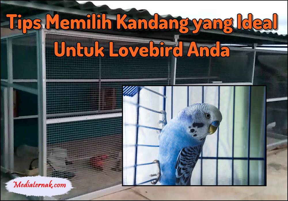 Tips Memilih Kandang yang Ideal untuk Lovebird Anda