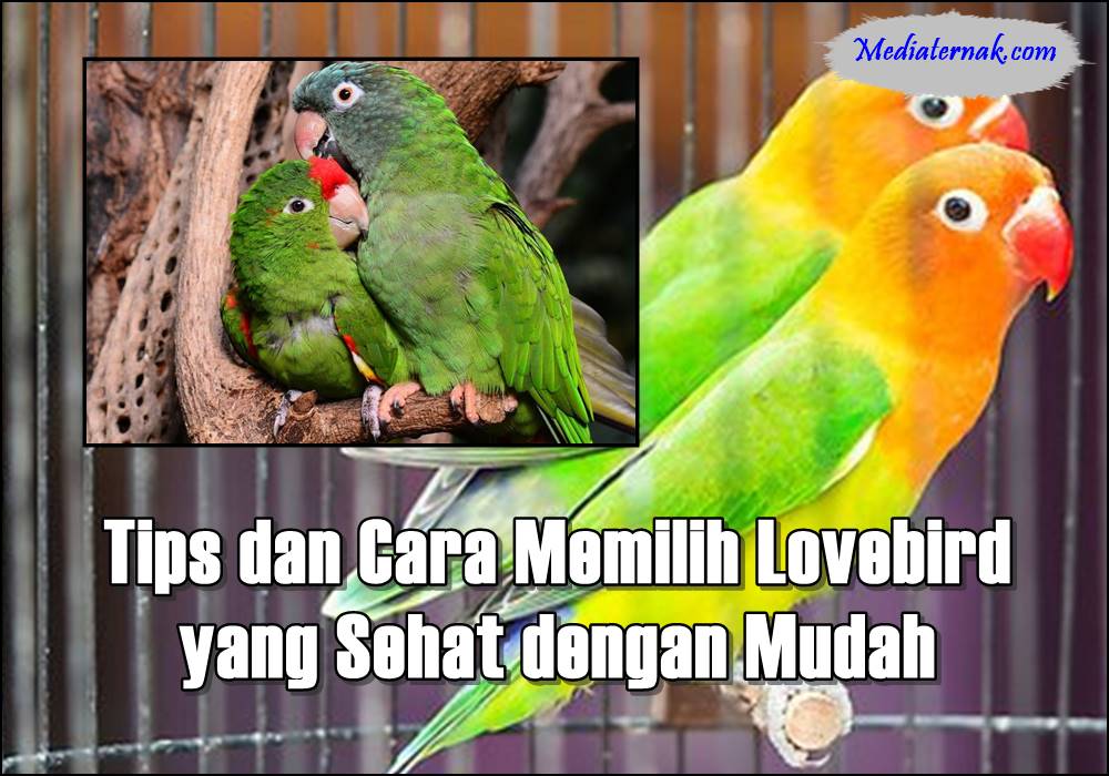 Tips dan Cara Memilih Lovebird yang Sehat dengan Mudah