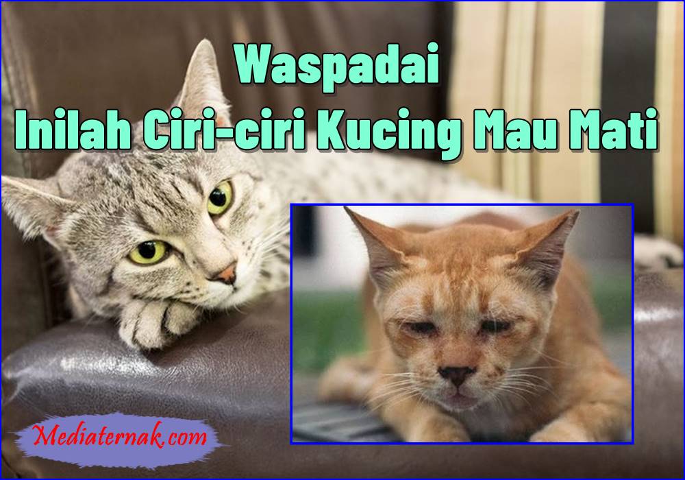 Waspadai Inilah 10+ Ciri-ciri Kucing Mau Mati