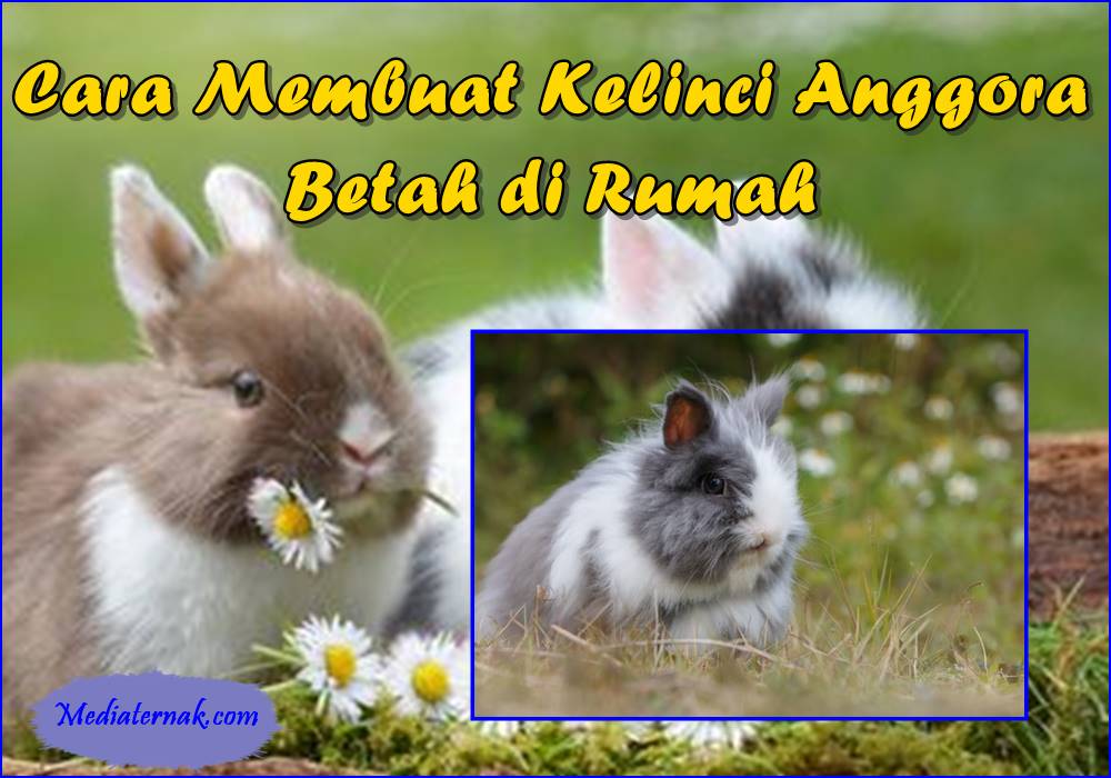 Cara Membuat Kelinci Anggora Betah di Rumah