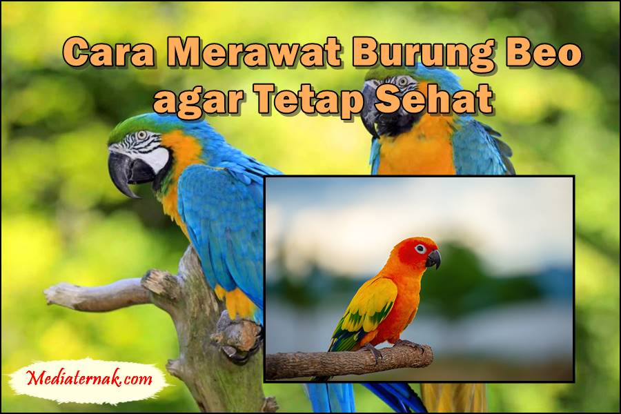 10 Cara Merawat Burung Beo agar Tetap Sehat