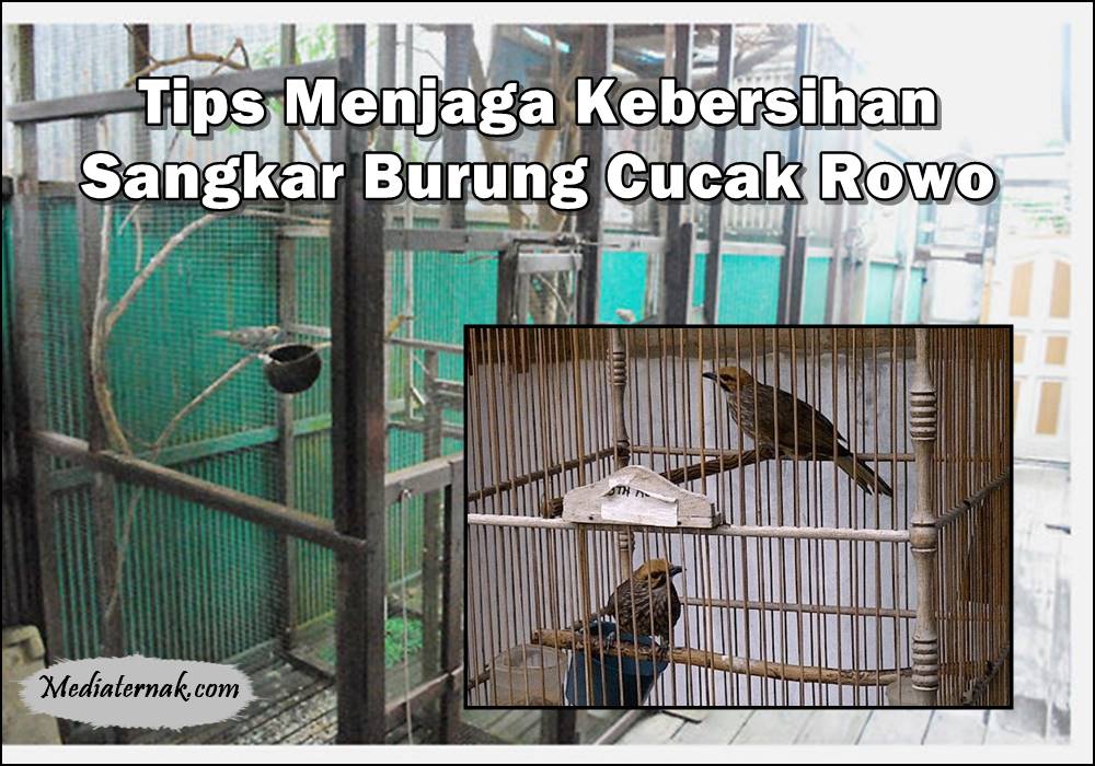 10 Tips Menjaga Kebersihan Sangkar Burung Cucak Rowo
