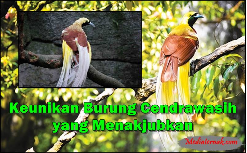 5+ Keunikan Burung Cendrawasih yang Menakjubkan