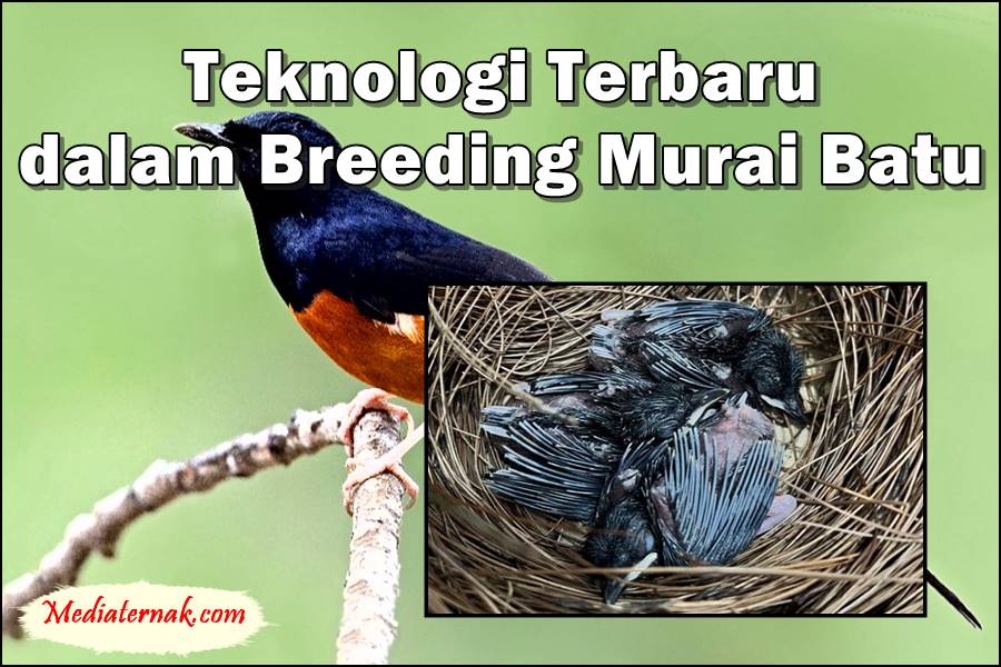 6 Teknologi Terbaru dalam Breeding Murai Batu, Sudahkah Anda Tahu