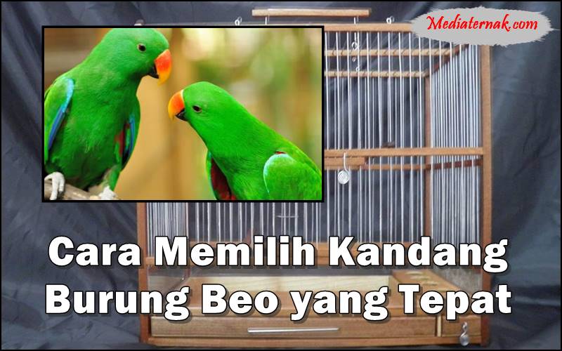 8 Cara Memilih Kandang Burung Beo yang Tepat