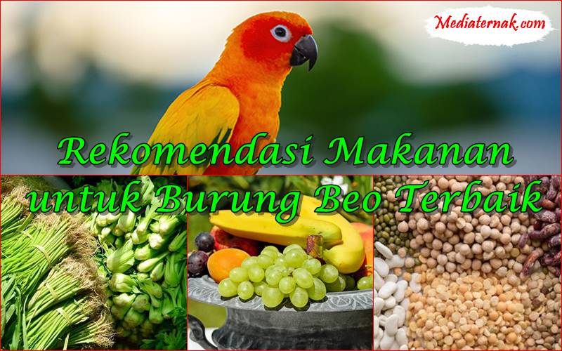 8 Rekomendasi Makanan untuk Burung Beo Terbaik, Wajib Diberi