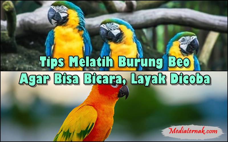 8 Tips Melatih Burung Beo Agar Bisa Bicara, Layak Dicoba