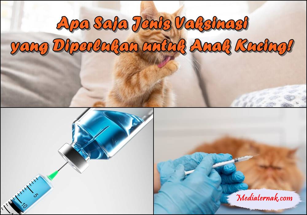 Apa Saja Jenis Vaksinasi yang Diperlukan untuk Anak Kucing!