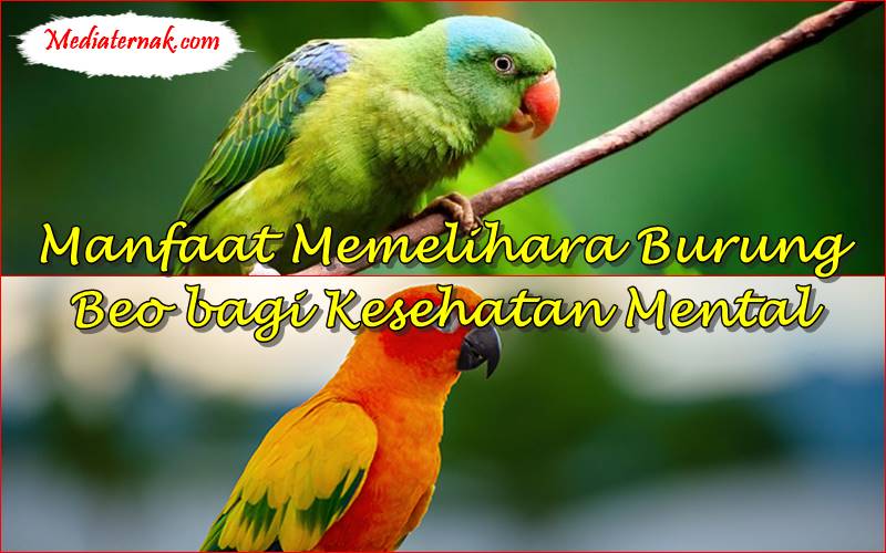 Apa Saja Manfaat Memelihara Burung Beo bagi Kesehatan Mental