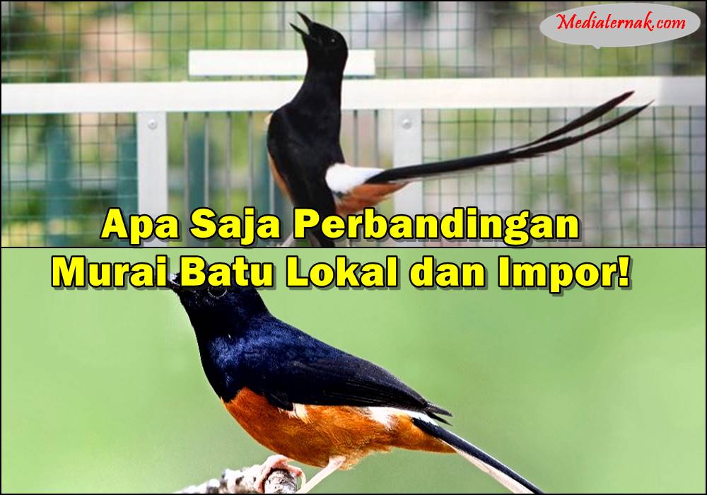 Apa Saja Perbandingan Murai Batu Lokal dan Impor! Ini Penjelasannya