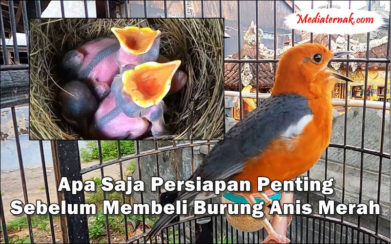 Apa Saja Persiapan Penting Sebelum Membeli Burung Anis Merah