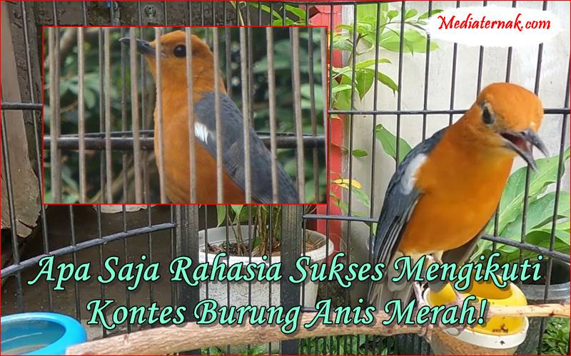 Apa Saja Rahasia Sukses Mengikuti Kontes Burung Anis Merah!