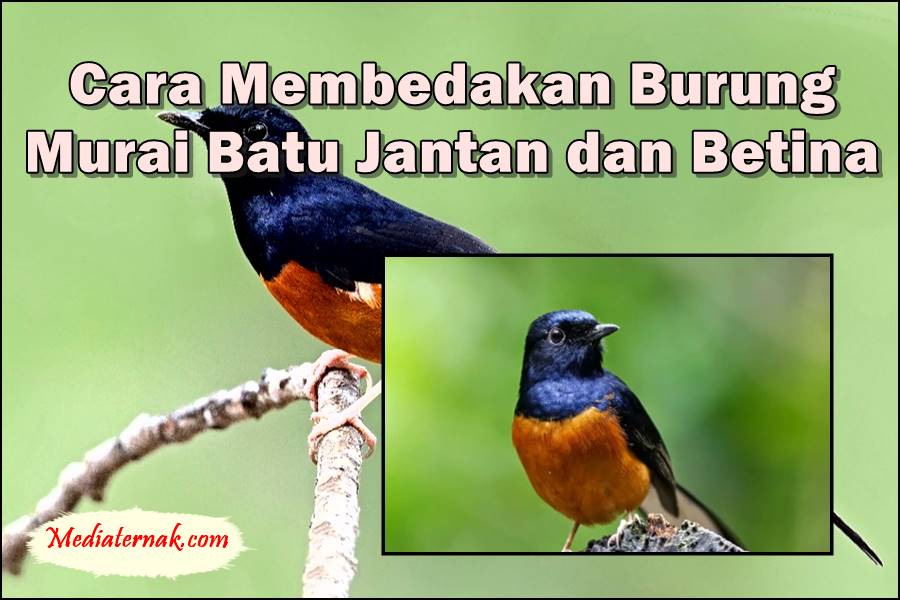 Bagaimana Cara Membedakan Burung Murai Batu Jantan dan Betina