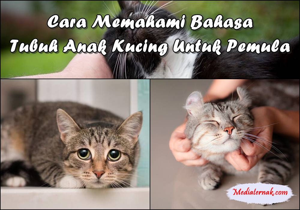 Cara Memahami Bahasa Tubuh Anak Kucing Untuk Pemula