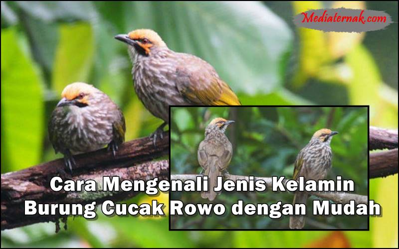 Cara Mengenali Jenis Kelamin Burung Cucak Rowo dengan Mudah