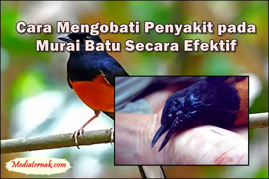 Cara Mengobati Penyakit pada Murai Batu Secara Efektif