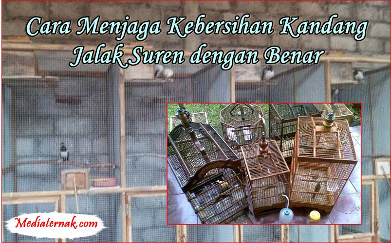 Cara Menjaga Kebersihan Kandang Jalak Suren dengan Benar