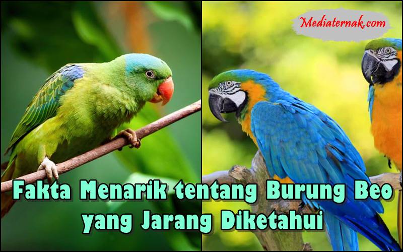 Fakta Menarik tentang Burung Beo yang Jarang Diketahui