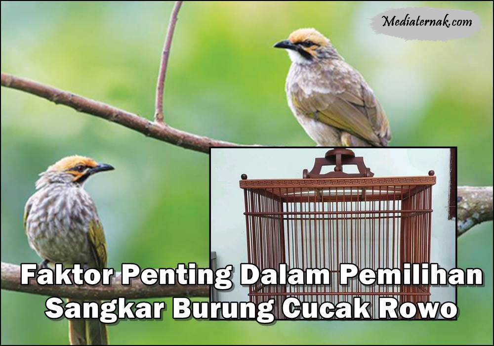 Faktor Penting Dalam Pemilihan Sangkar Burung Cucak Rowo