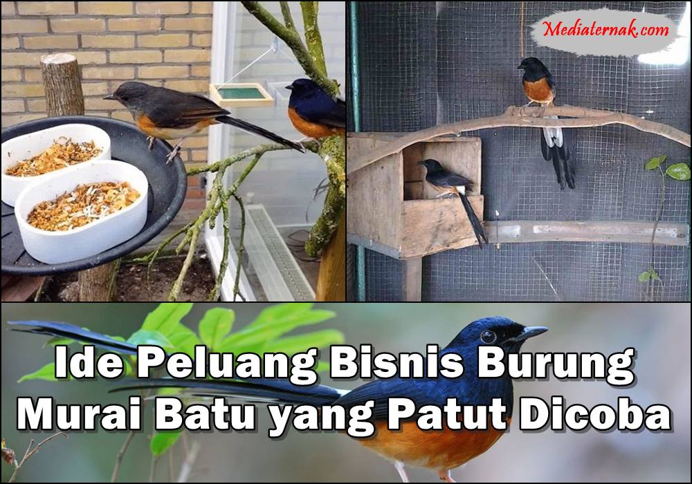Ide Peluang Bisnis Burung Murai Batu yang Patut Dicoba