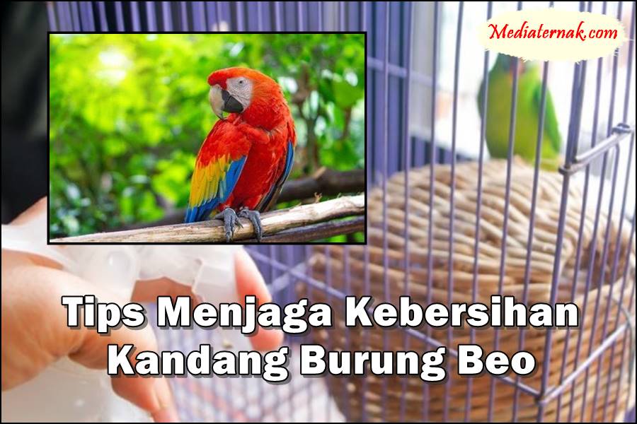 Inilah 7 Tips Menjaga Kebersihan Kandang Burung Beo