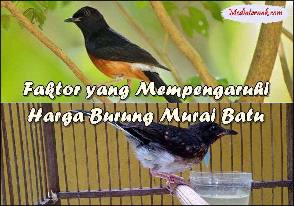 Inilah Faktor yang Mempengaruhi Harga Burung Murai Batu