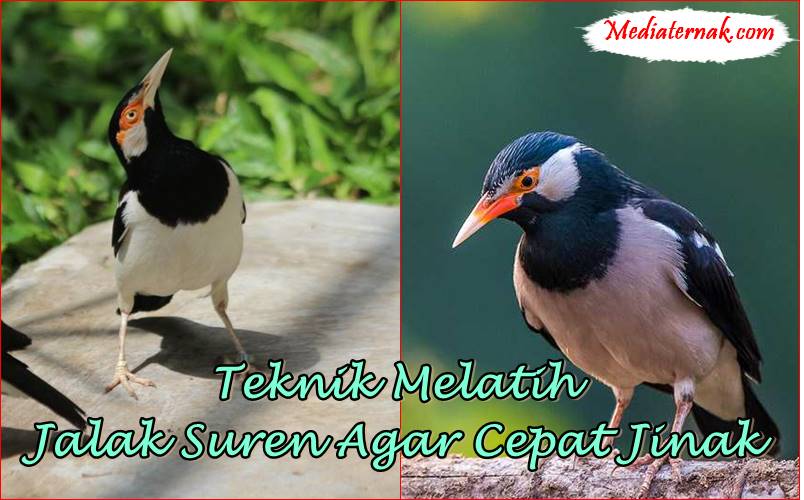 Inilah Teknik Melatih Jalak Suren Agar Cepat Jinak