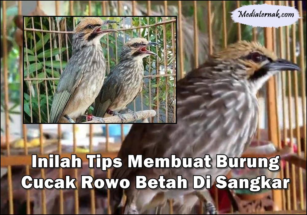 Inilah Tips Membuat Burung Cucak Rowo Betah Di Sangkar