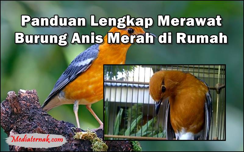 Panduan Lengkap Merawat Burung Anis Merah di Rumah