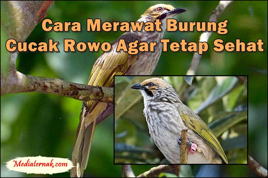 Panduan dan Cara Merawat Burung Cucak Rowo Agar Tetap Sehat