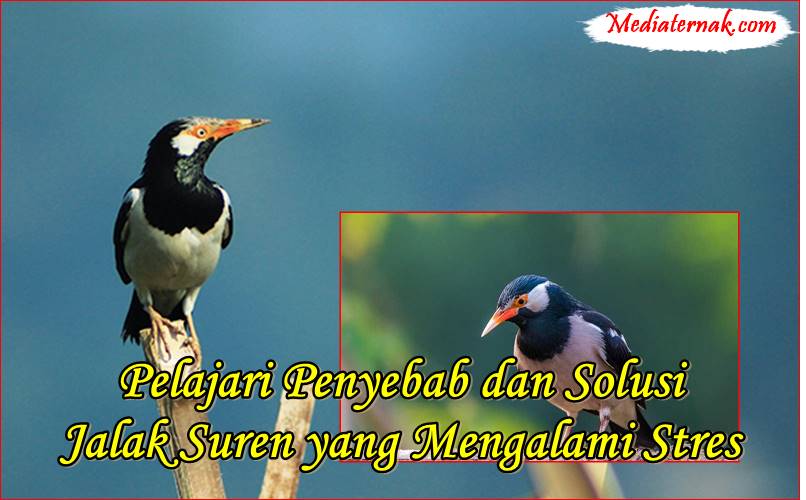 Pelajari Penyebab dan Solusi Jalak Suren yang Mengalami Stres