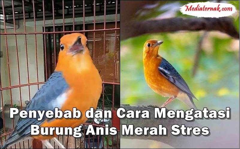 Penyebab dan Cara Mengatasi Burung Anis Merah Stres