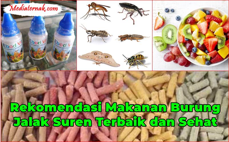 Rekomendasi Makanan Burung Jalak Suren Terbaik dan Sehat