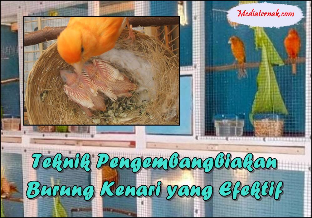 Teknik Pengembangbiakan Burung Kenari yang Efektif