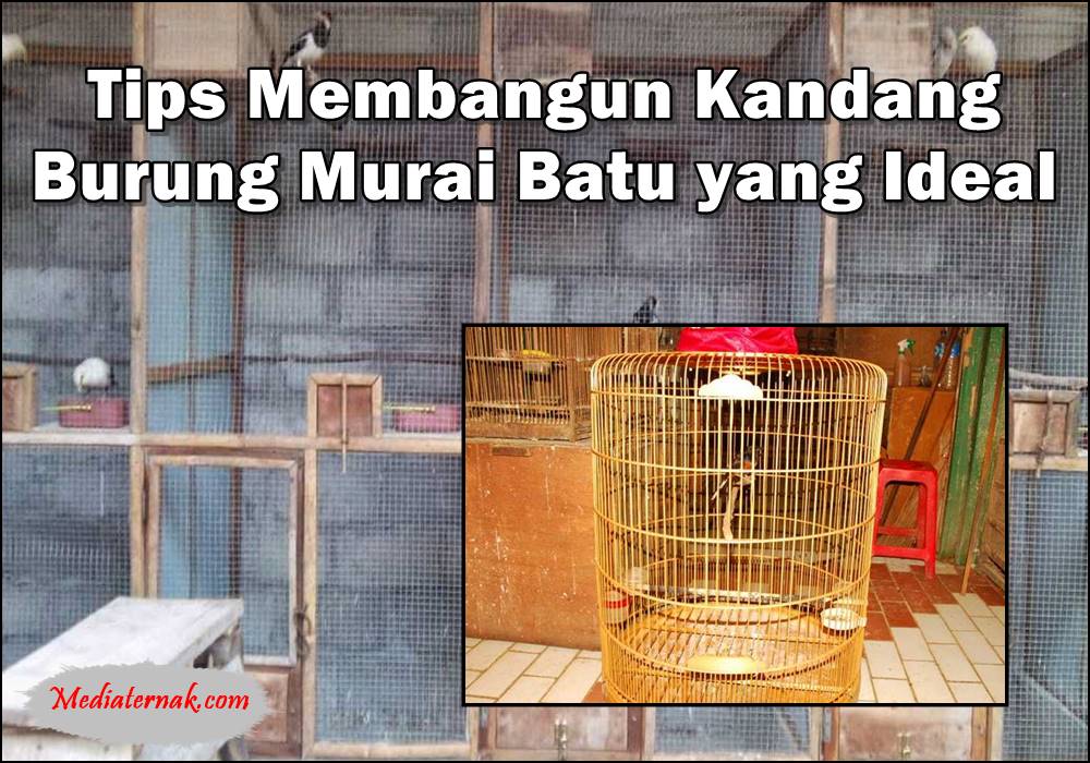Tips Membangun Kandang Burung Murai Batu yang Ideal