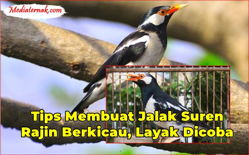 Tips Membuat Jalak Suren Rajin Berkicau, Layak Dicoba