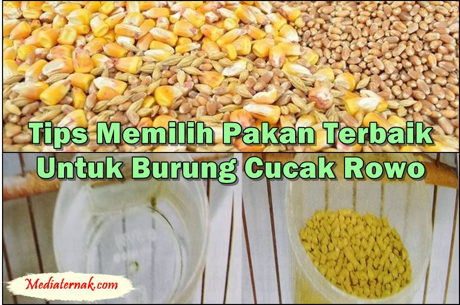 Tips Memilih Pakan Terbaik Untuk Burung Cucak Rowo, Layak Dicoba