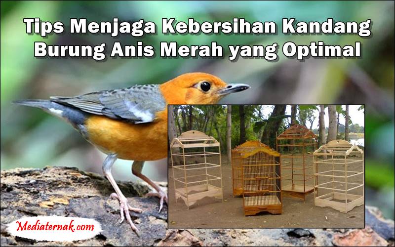 Tips Menjaga Kebersihan Kandang Burung Anis Merah yang Optimal