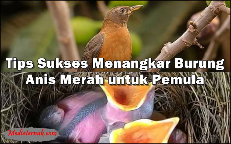 Tips Sukses Menangkar Burung Anis Merah untuk Pemula