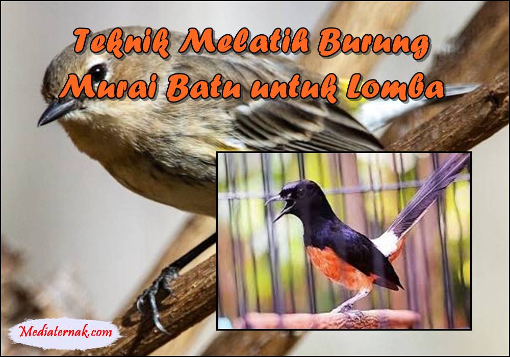 Yakin Menang! Inilah Teknik Melatih Burung Murai Batu untuk Lomba