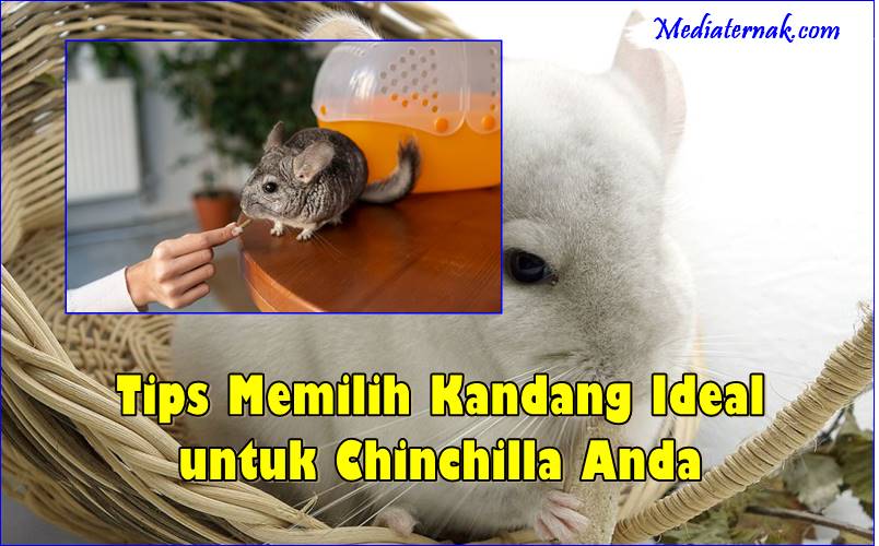 5+ Tips Memilih Kandang Ideal untuk Chinchilla Anda