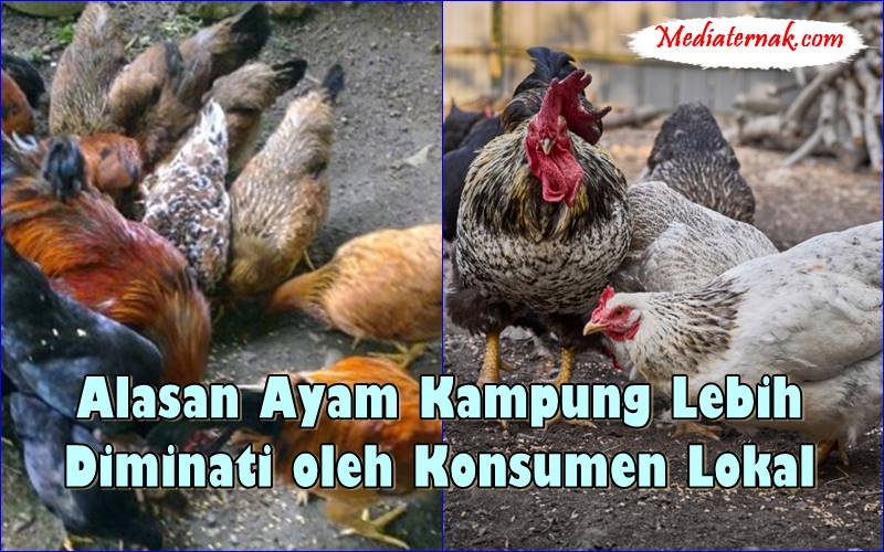 Alasan Ayam Kampung Lebih Diminati oleh Konsumen Lokal