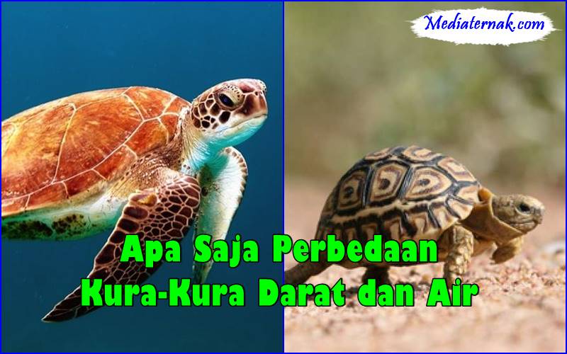 Apa Saja Perbedaan Kura-Kura Darat dan Air! Inilah Penjelasannya