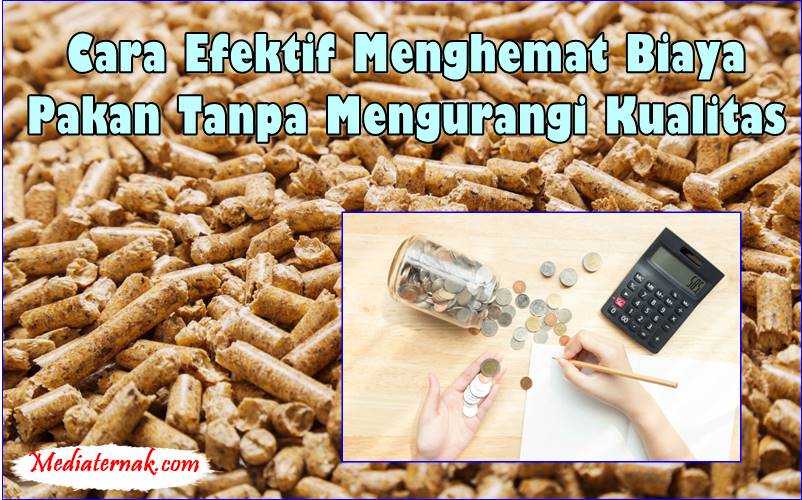 Cara Efektif Menghemat Biaya Pakan Tanpa Mengurangi Kualitas