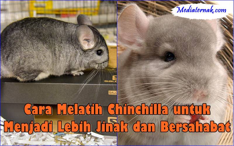 Cara Melatih Chinchilla untuk Menjadi Lebih Jinak dan Bersahabat