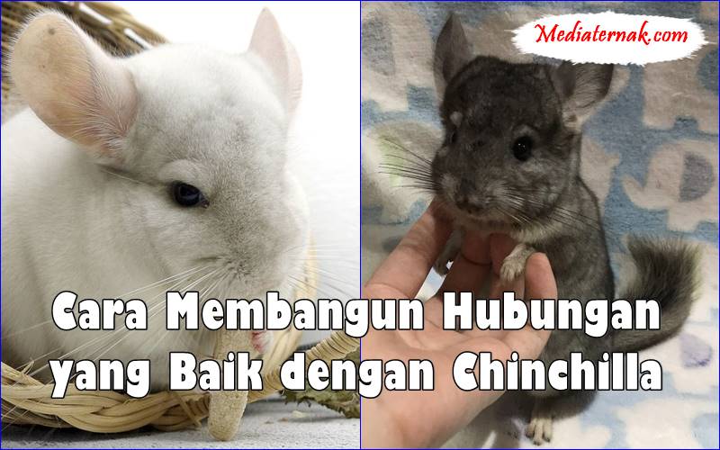 Cara Membangun Hubungan yang Baik dengan Chinchilla