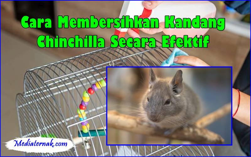 Cara Membersihkan Kandang Chinchilla Secara Efektif