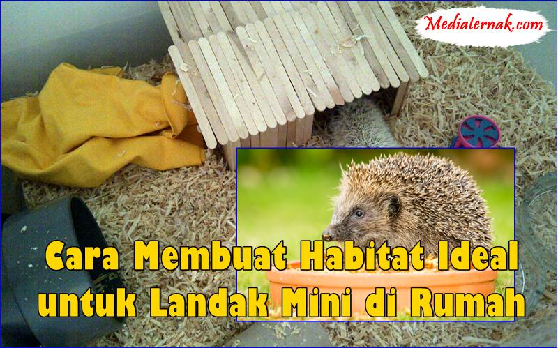 Cara Membuat Habitat Ideal untuk Landak Mini di Rumah